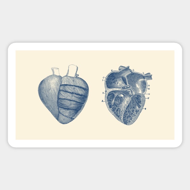 Heart Diagram - Dual View - Vintage Anatomy Magnet by Vintage Anatomy Prints